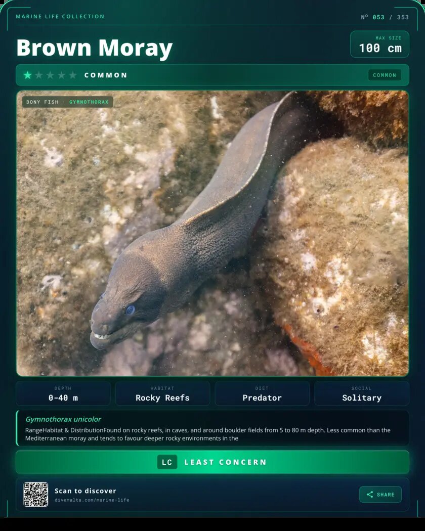 Brown Moray species card