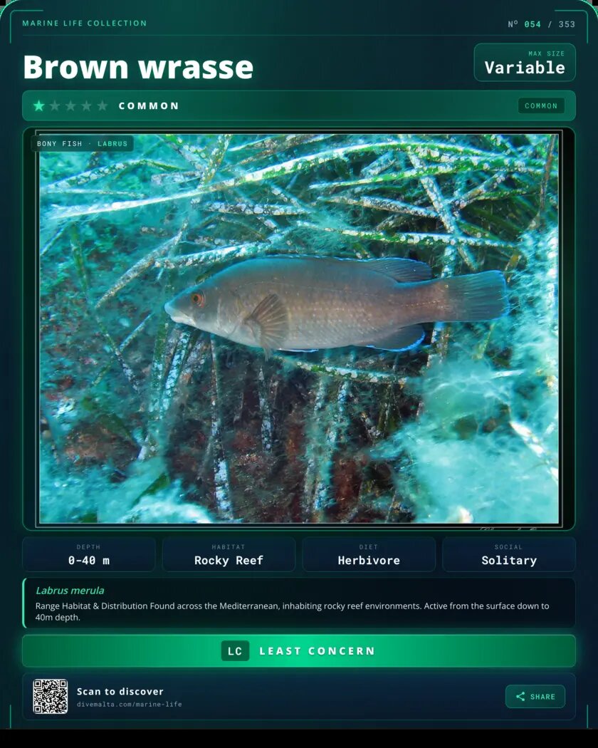 Brown wrasse species card