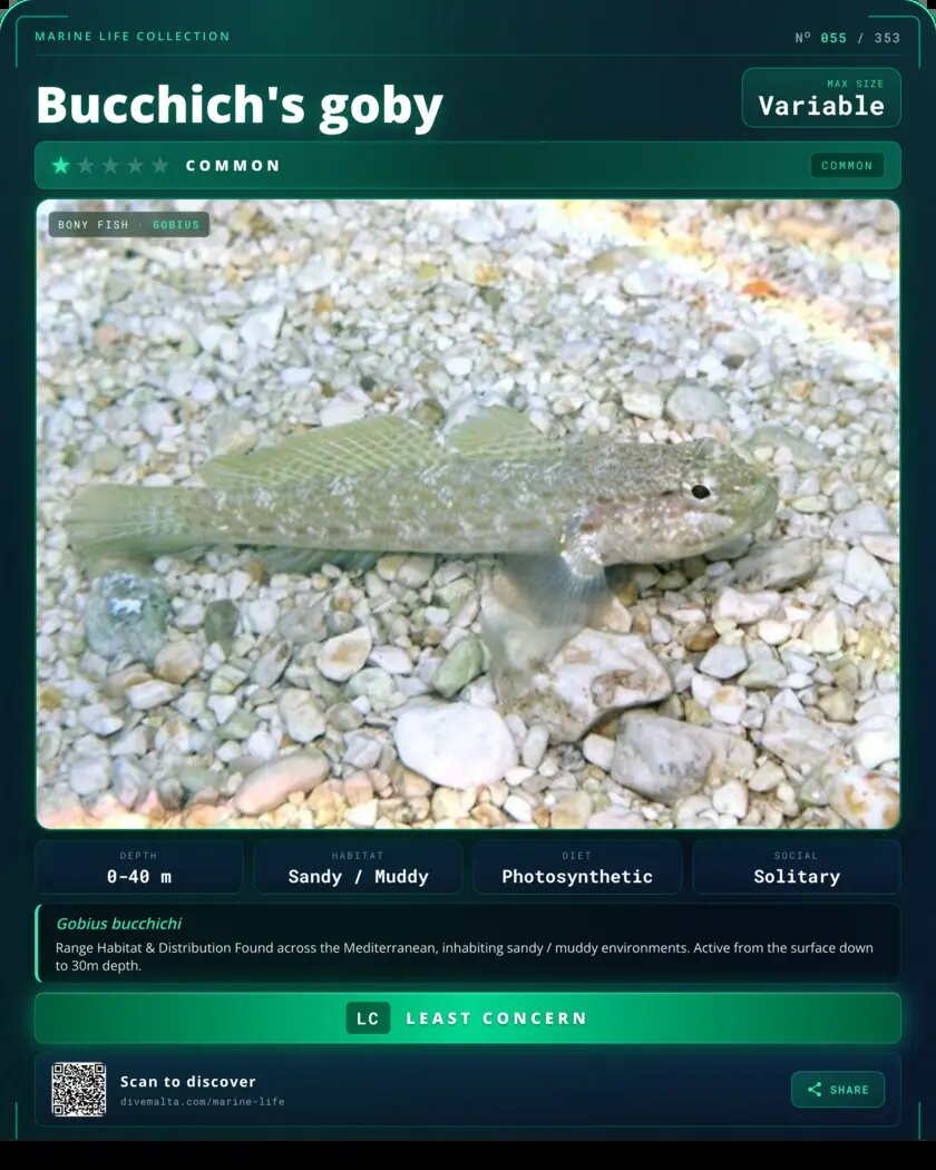 Bucchich's goby species card
