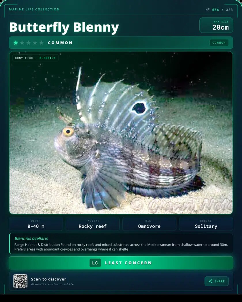 Butterfly Blenny species card