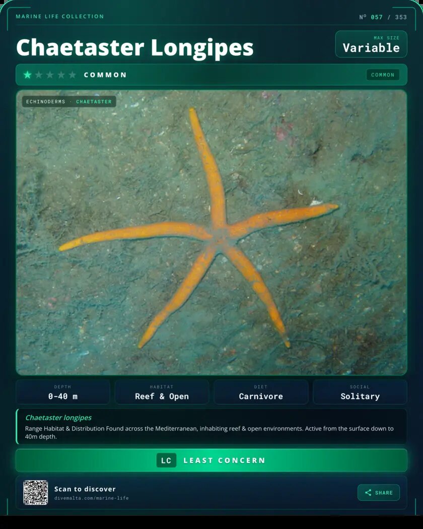 Chaetaster Longipes species card