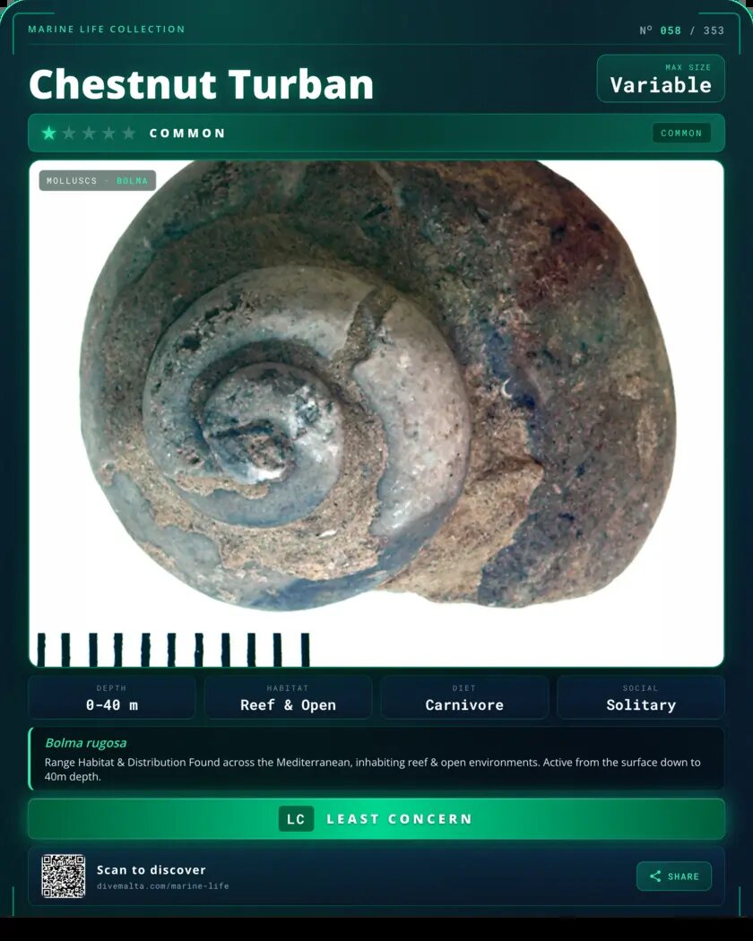 Chestnut Turban species card