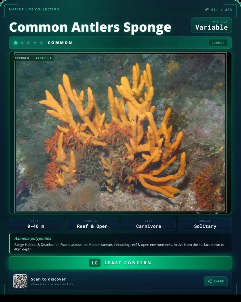 Common Antlers Sponge species card