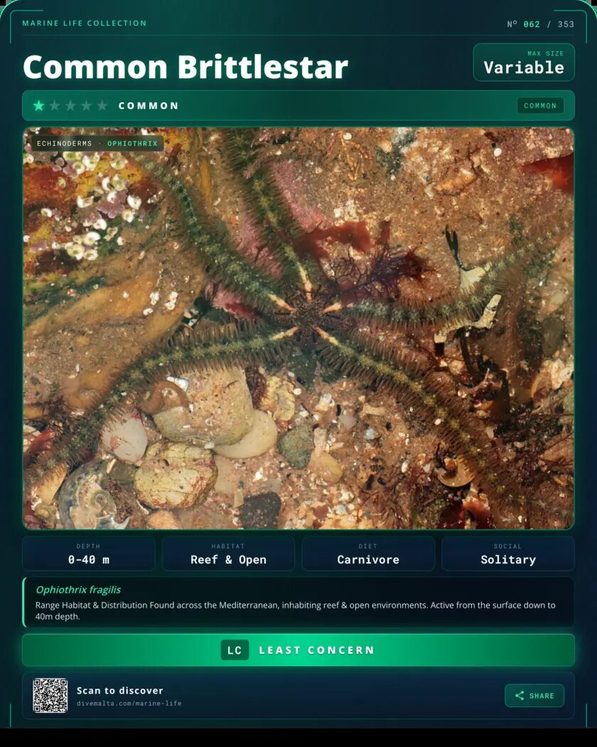 Common Brittlestar species card