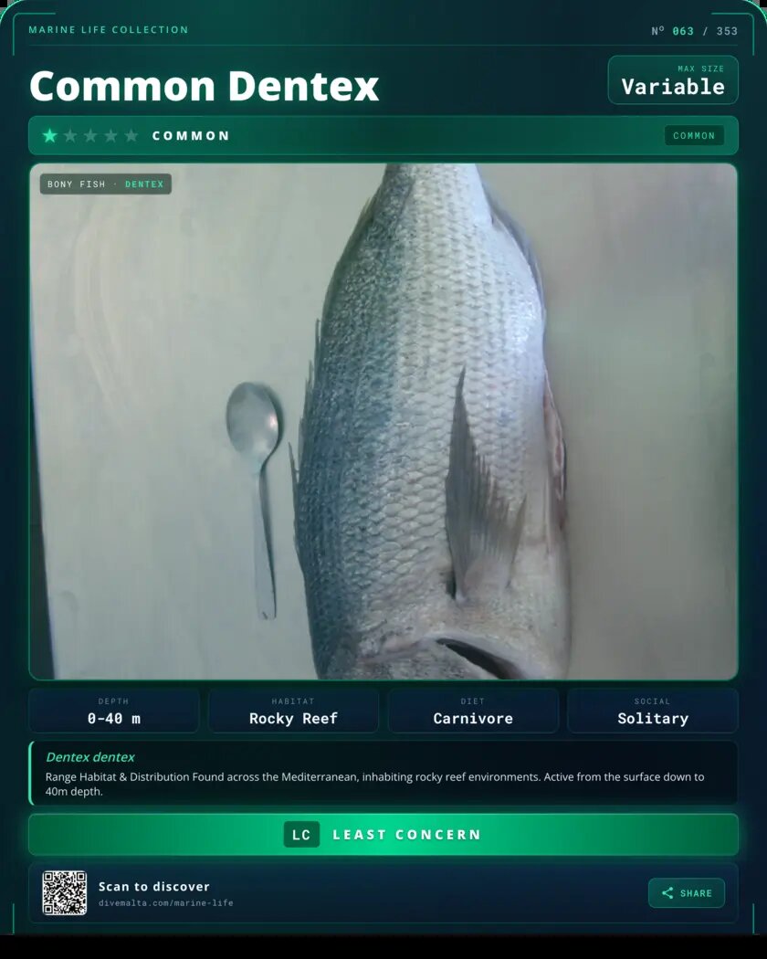 Common Dentex species card