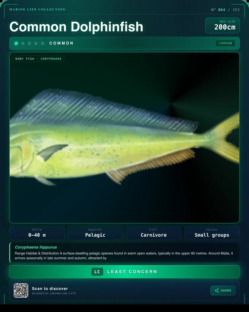 Common Dolphinfish species card