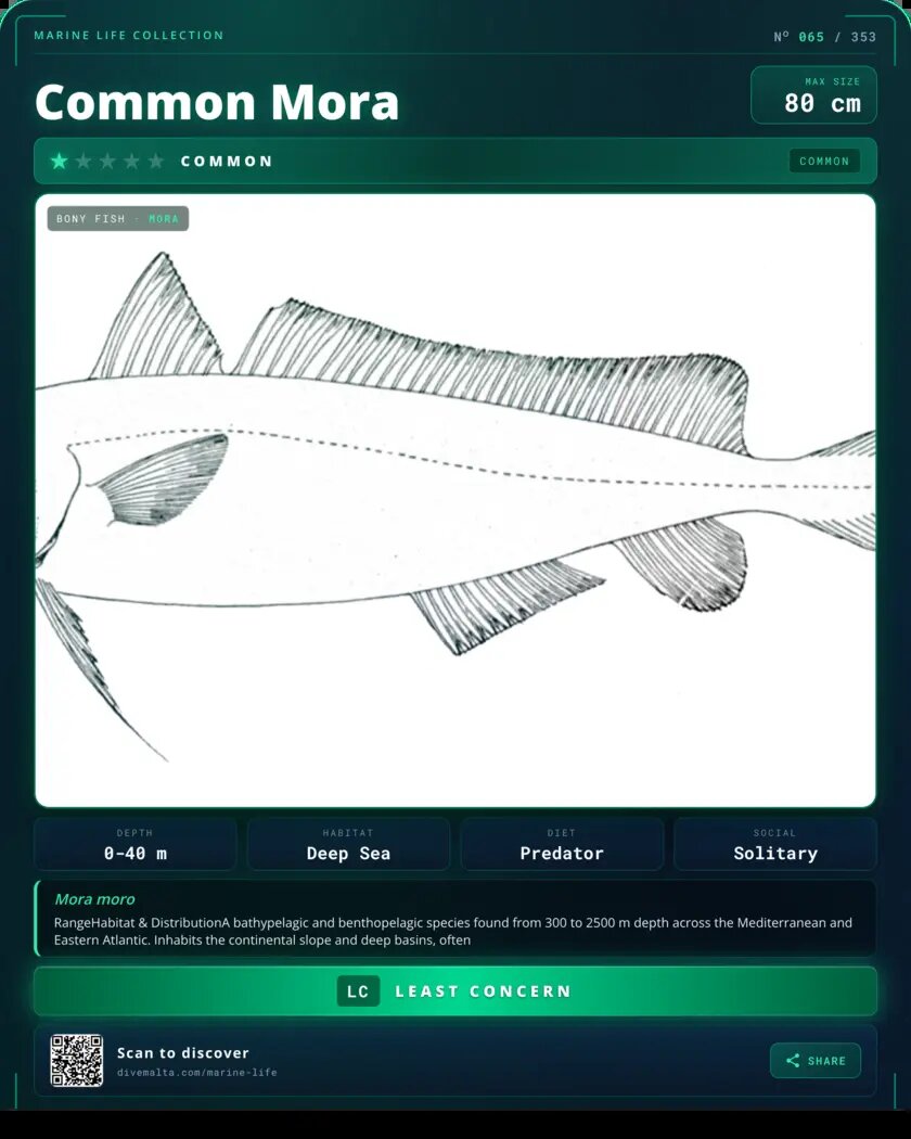 Common Mora species card