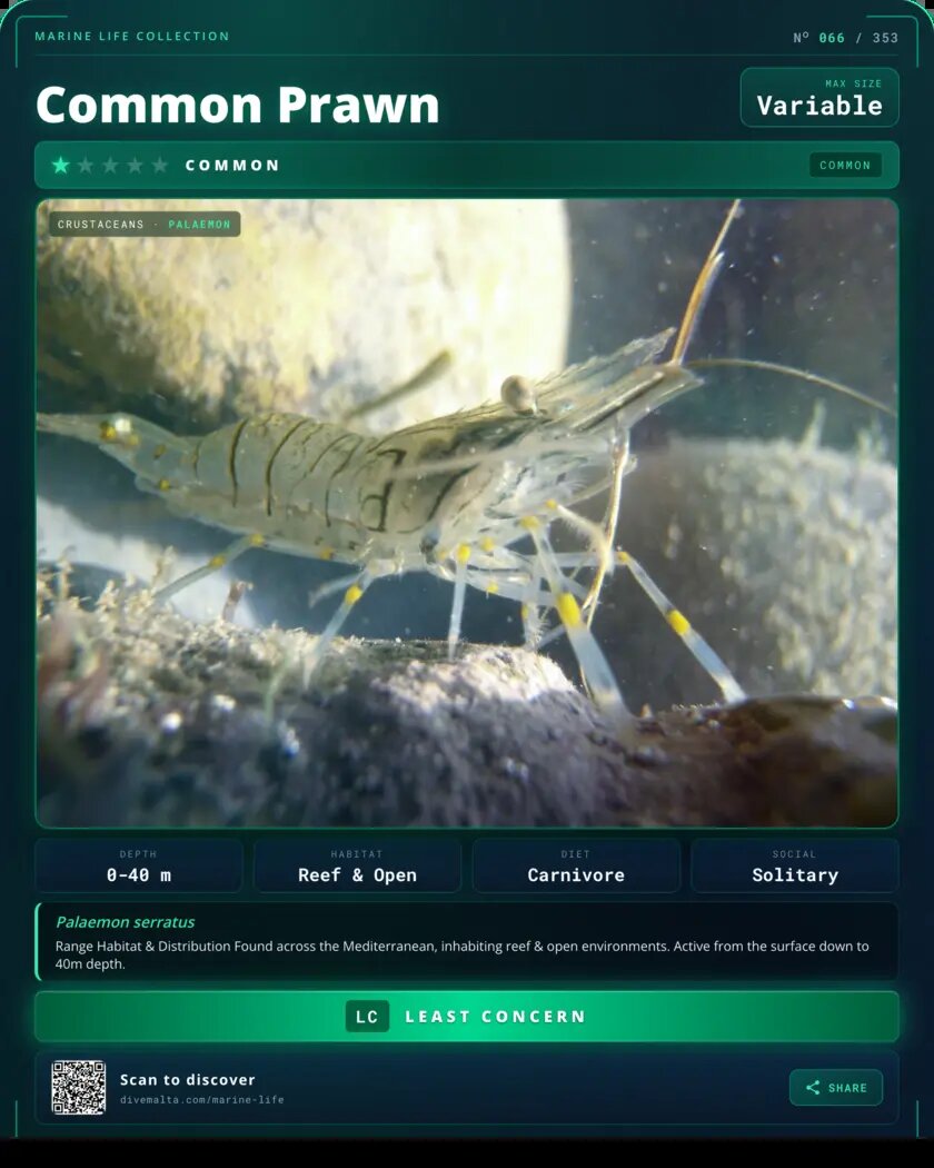 Common Prawn species card