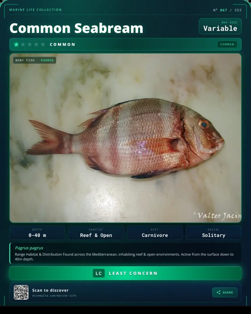 Common Seabream species card