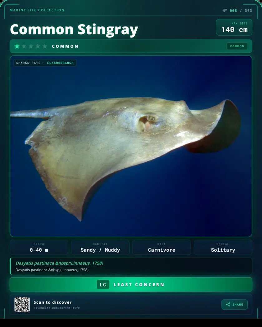 Common Stingray species card