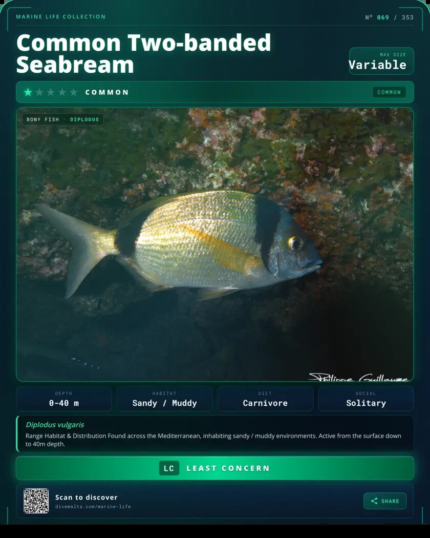 Common Two-banded Seabream species card