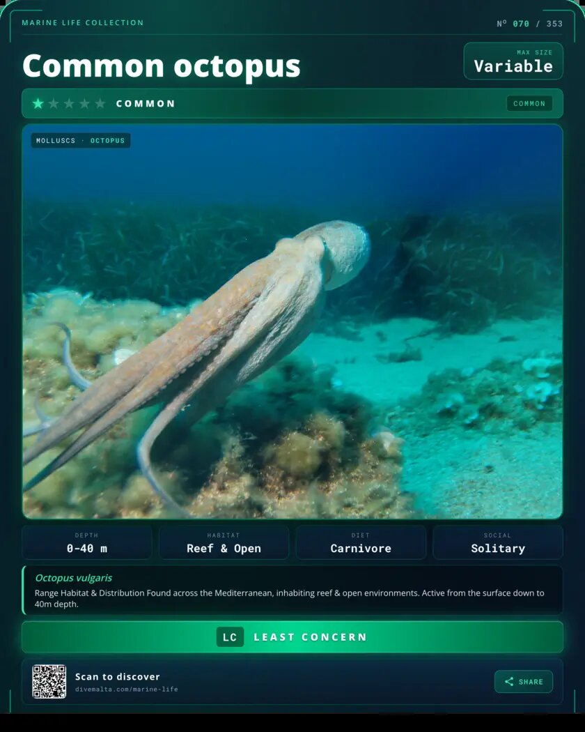 Common octopus species card