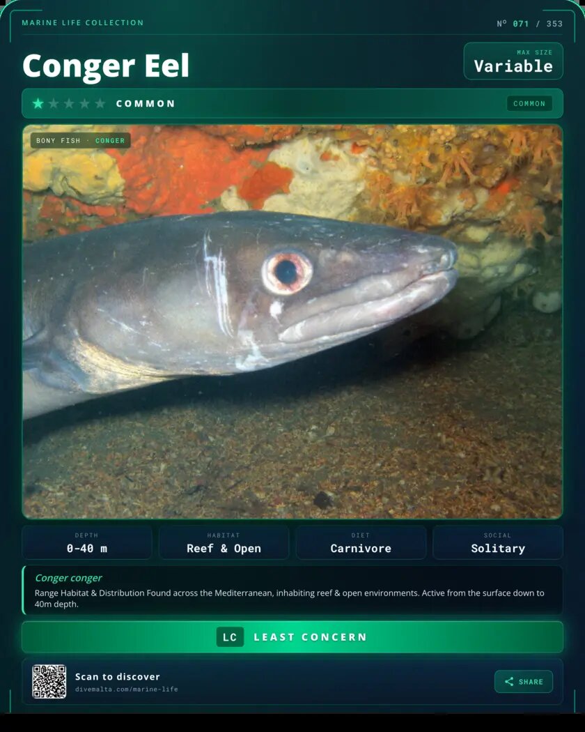 Conger Eel species card