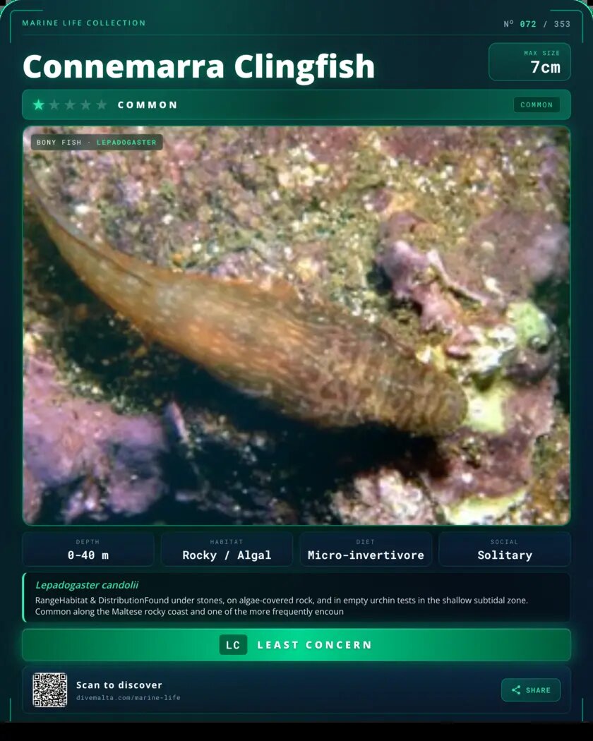 Connemarra Clingfish species card