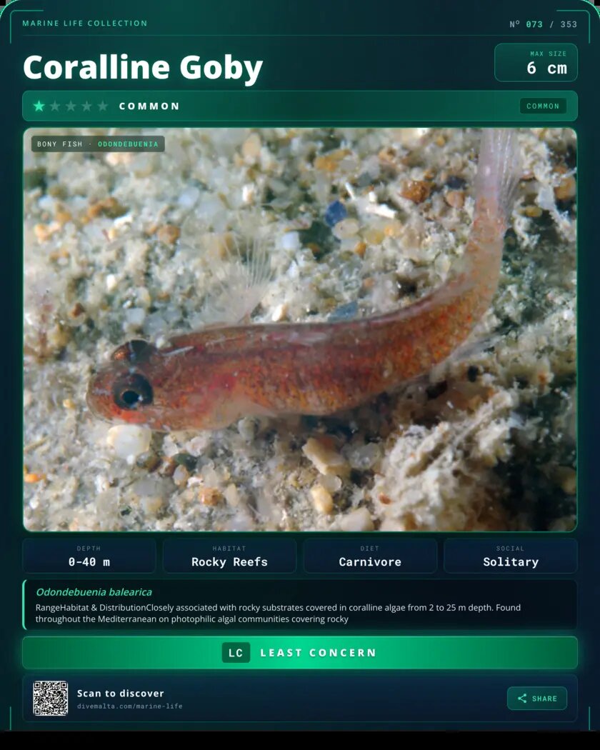 Coralline Goby species card