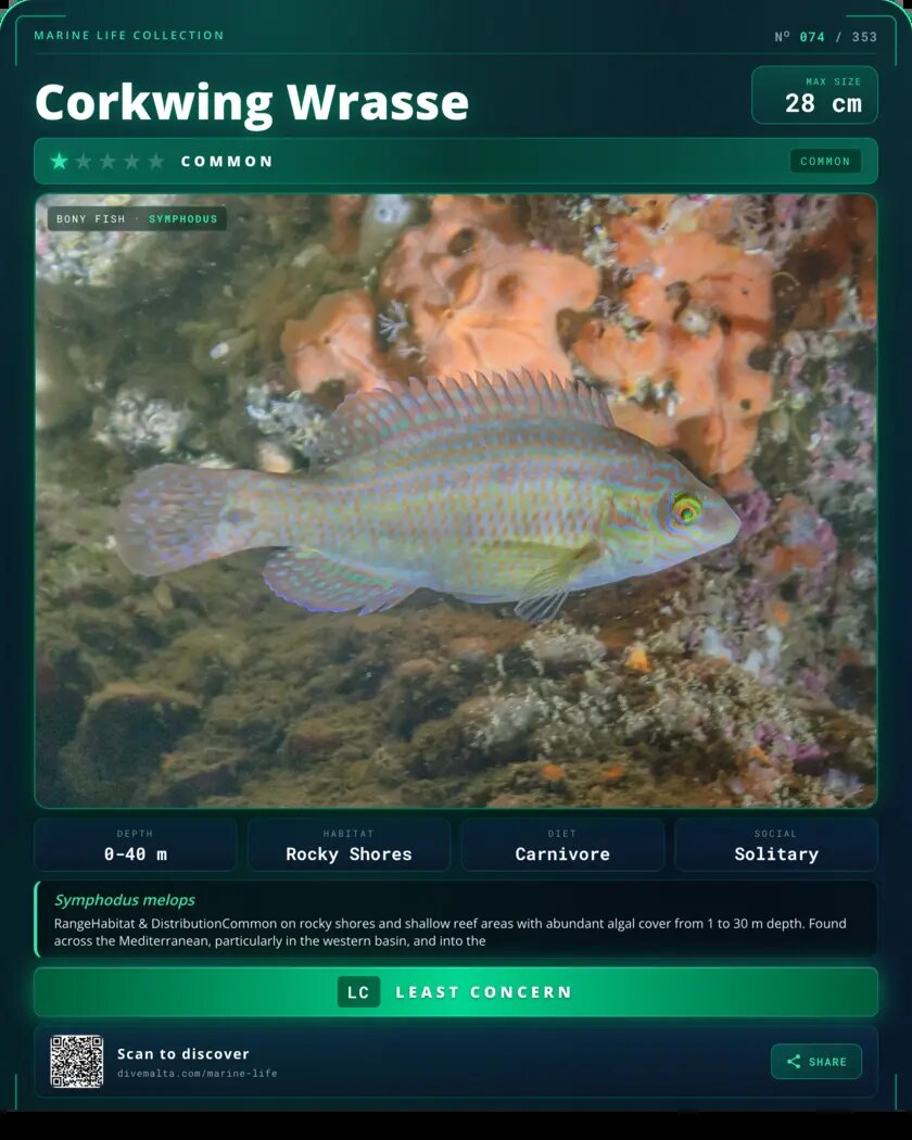 Corkwing Wrasse species card