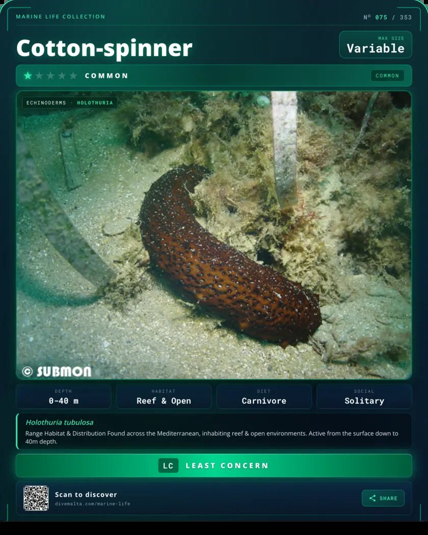 Cotton-spinner species card