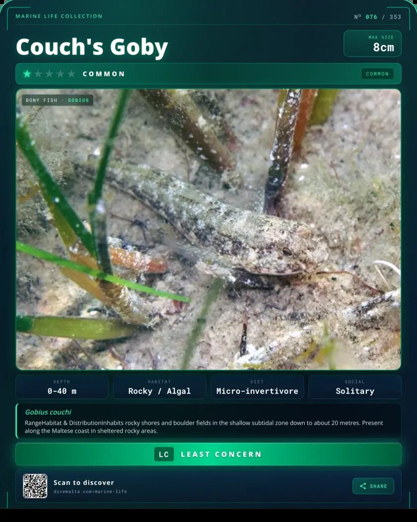 Couch's Goby species card