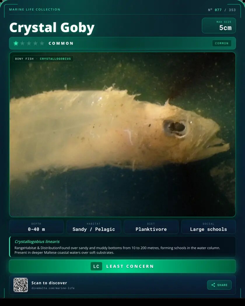Crystal Goby species card