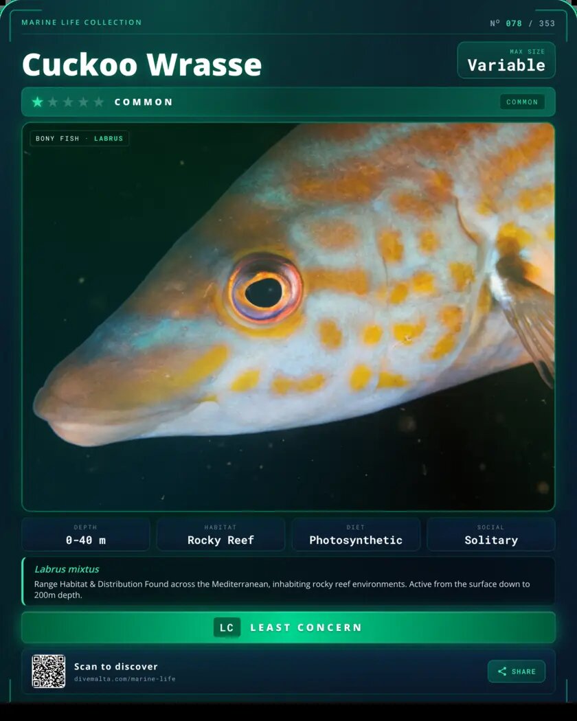 Cuckoo Wrasse species card