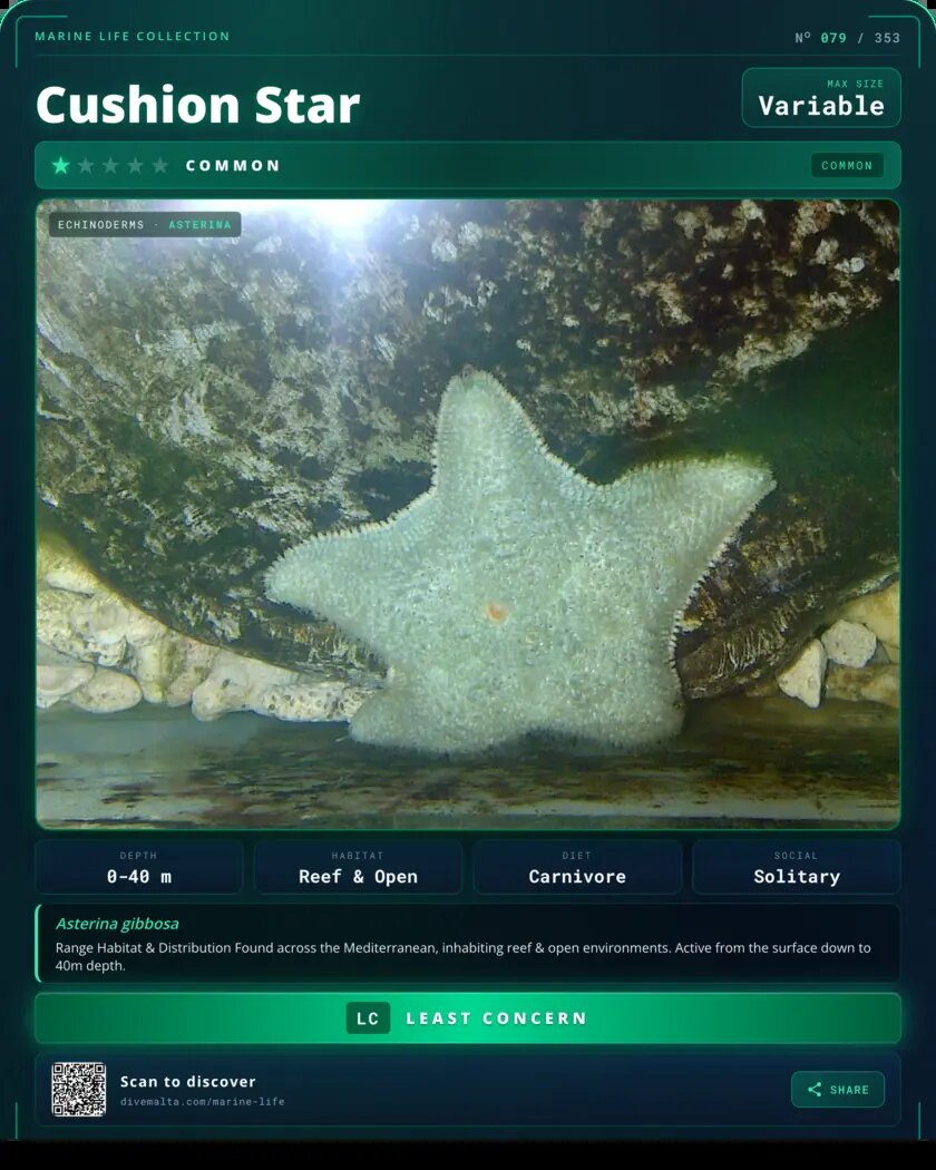 Cushion Star species card