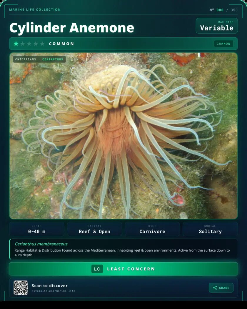 Cylinder Anemone species card