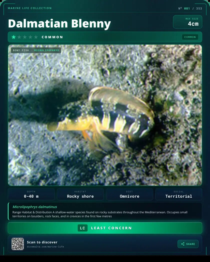 Dalmatian Blenny species card