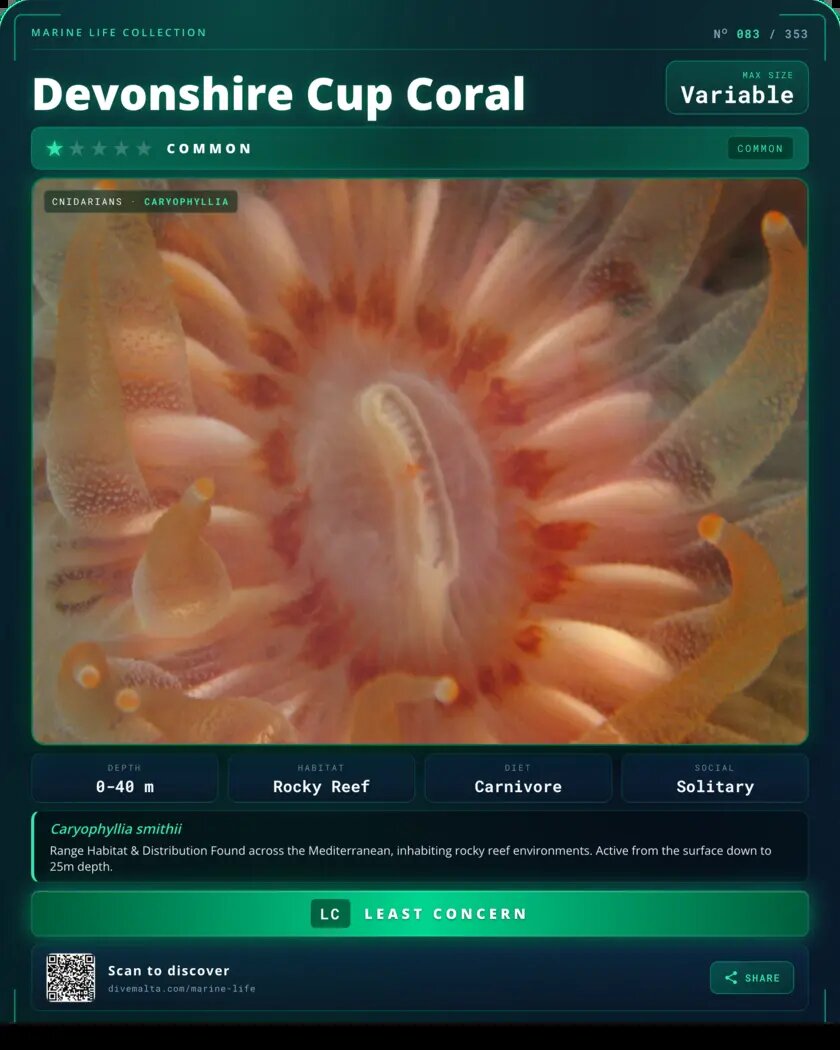 Devonshire Cup Coral species card