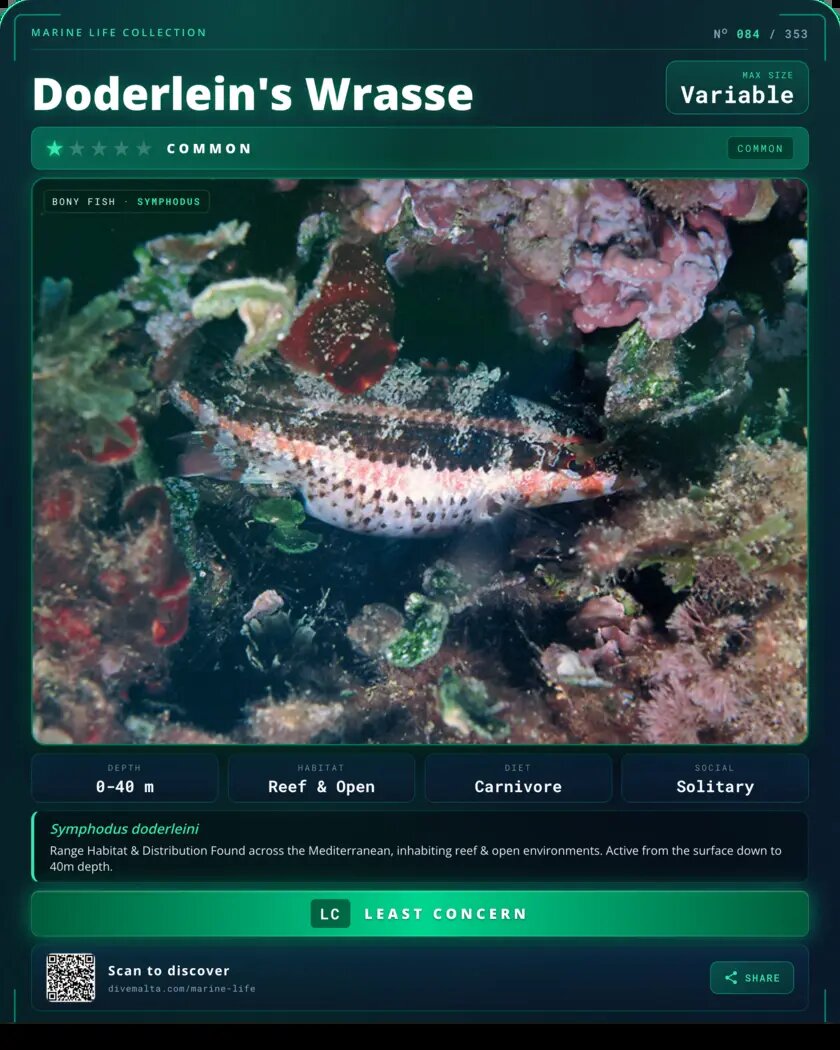 Doderlein's Wrasse species card