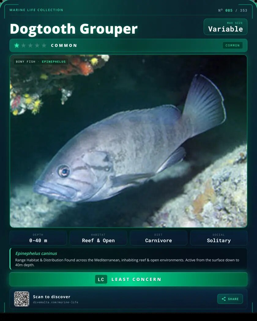 Dogtooth Grouper species card