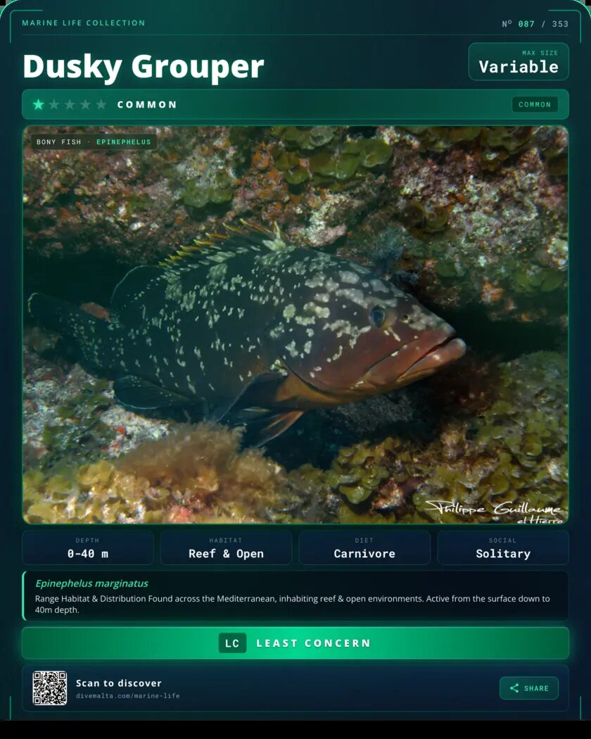 Dusky Grouper species card