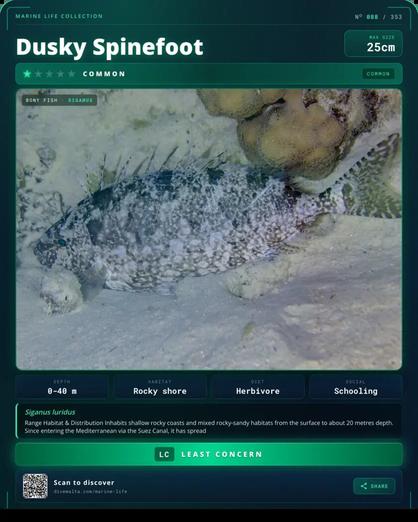 Dusky Spinefoot species card