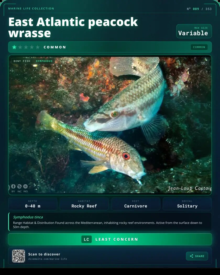 East Atlantic peacock wrasse species card