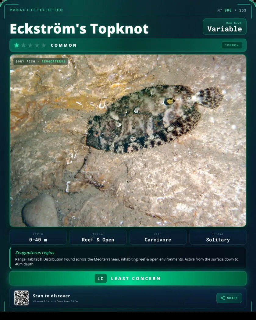 Eckström's Topknot species card