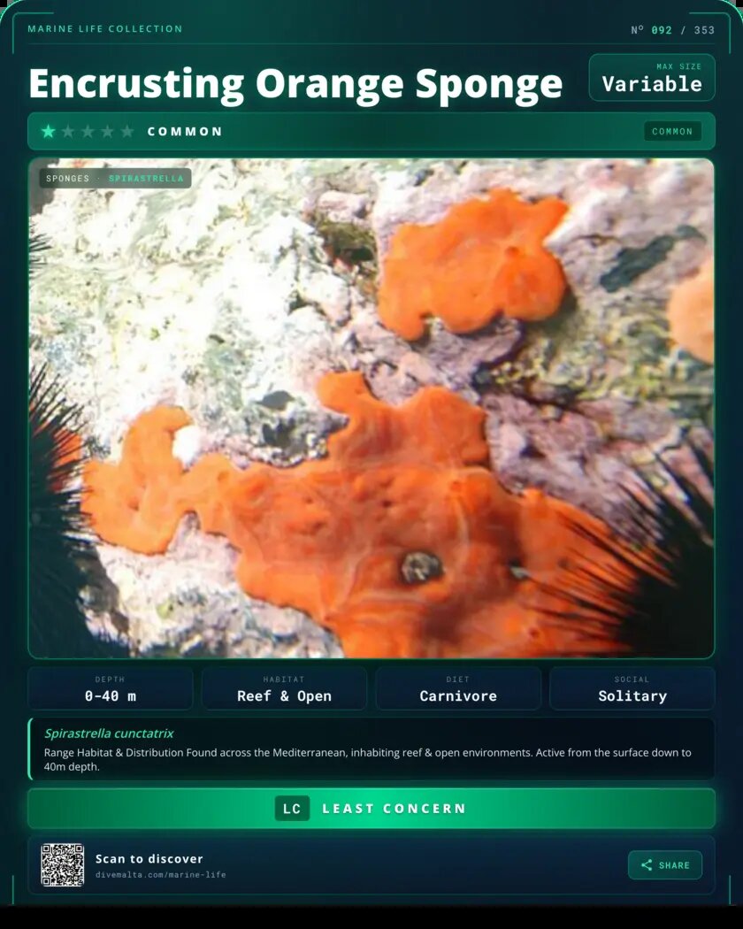 Encrusting Orange Sponge species card