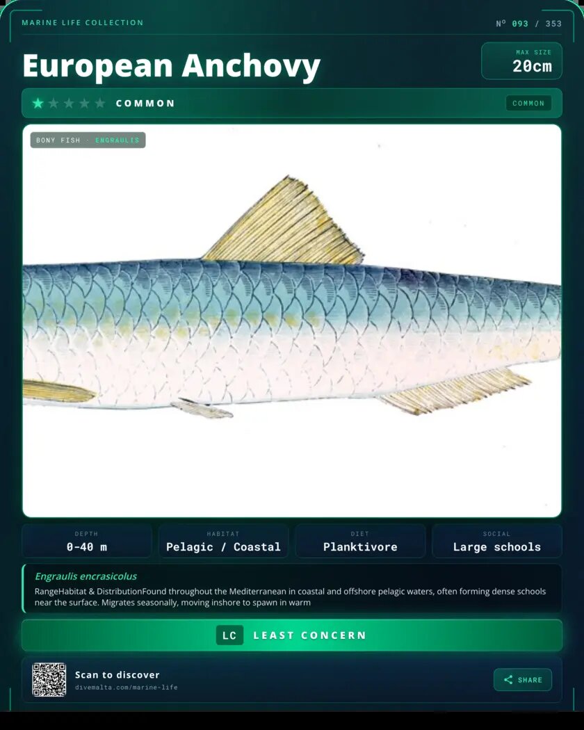 European Anchovy species card
