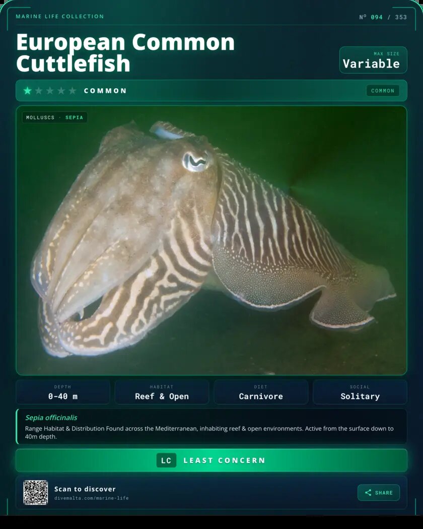 European Common Cuttlefish species card