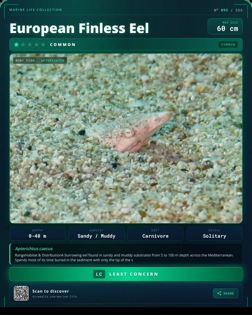 European Finless Eel species card