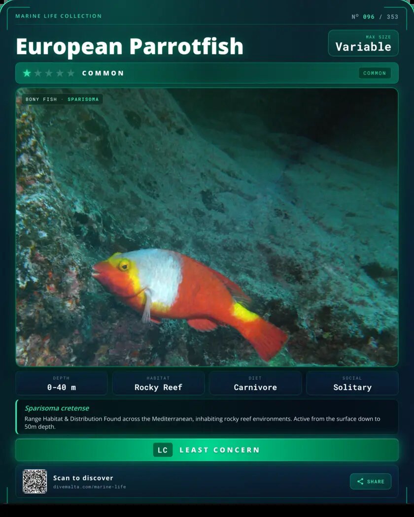 European Parrotfish species card