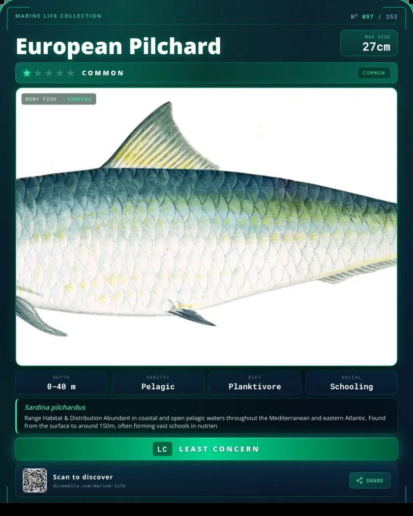 European Pilchard species card