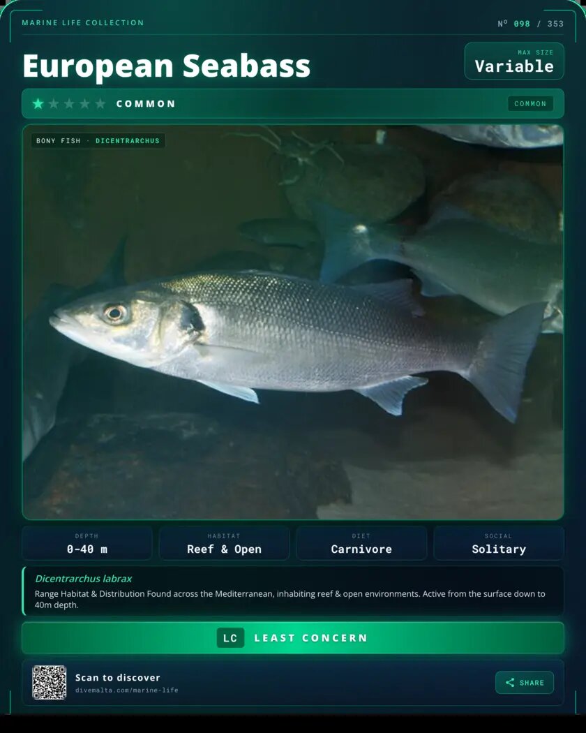 European Seabass species card
