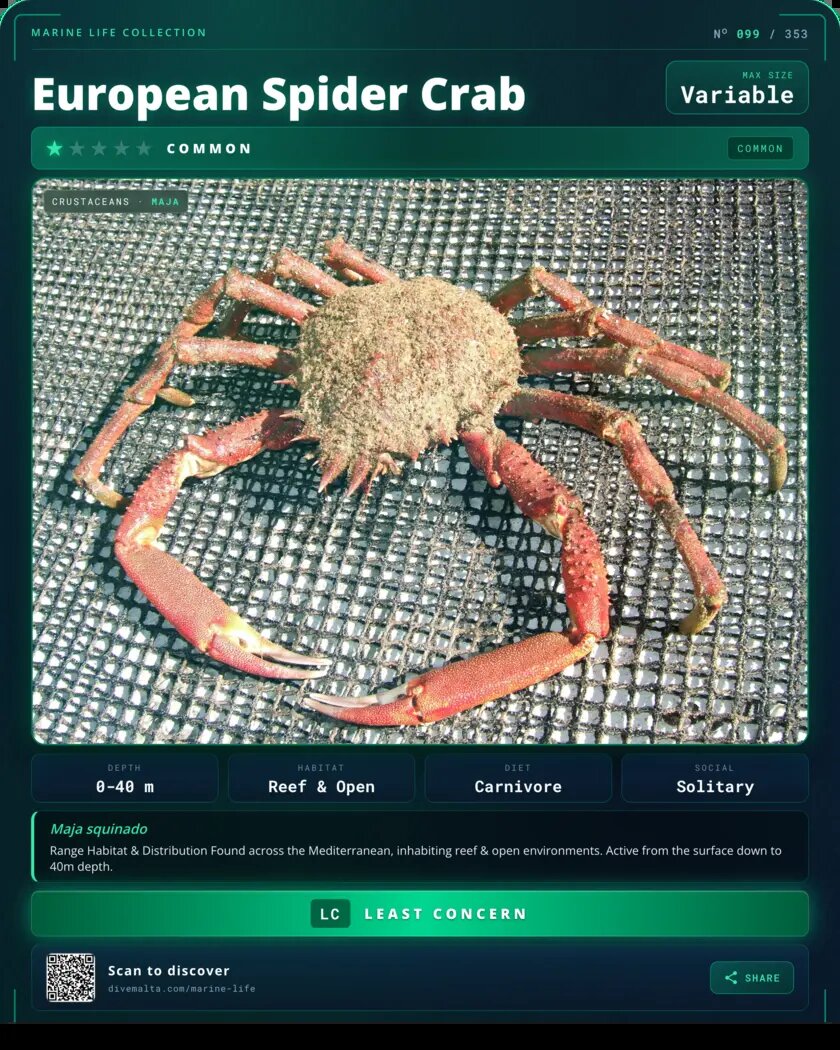 European Spider Crab species card