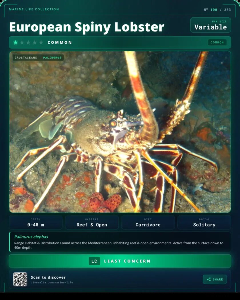European Spiny Lobster species card