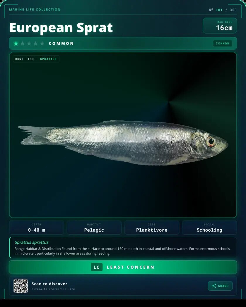 European Sprat species card