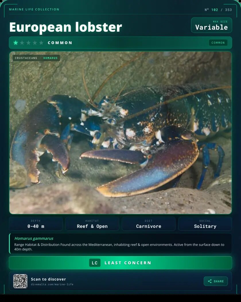 European lobster species card