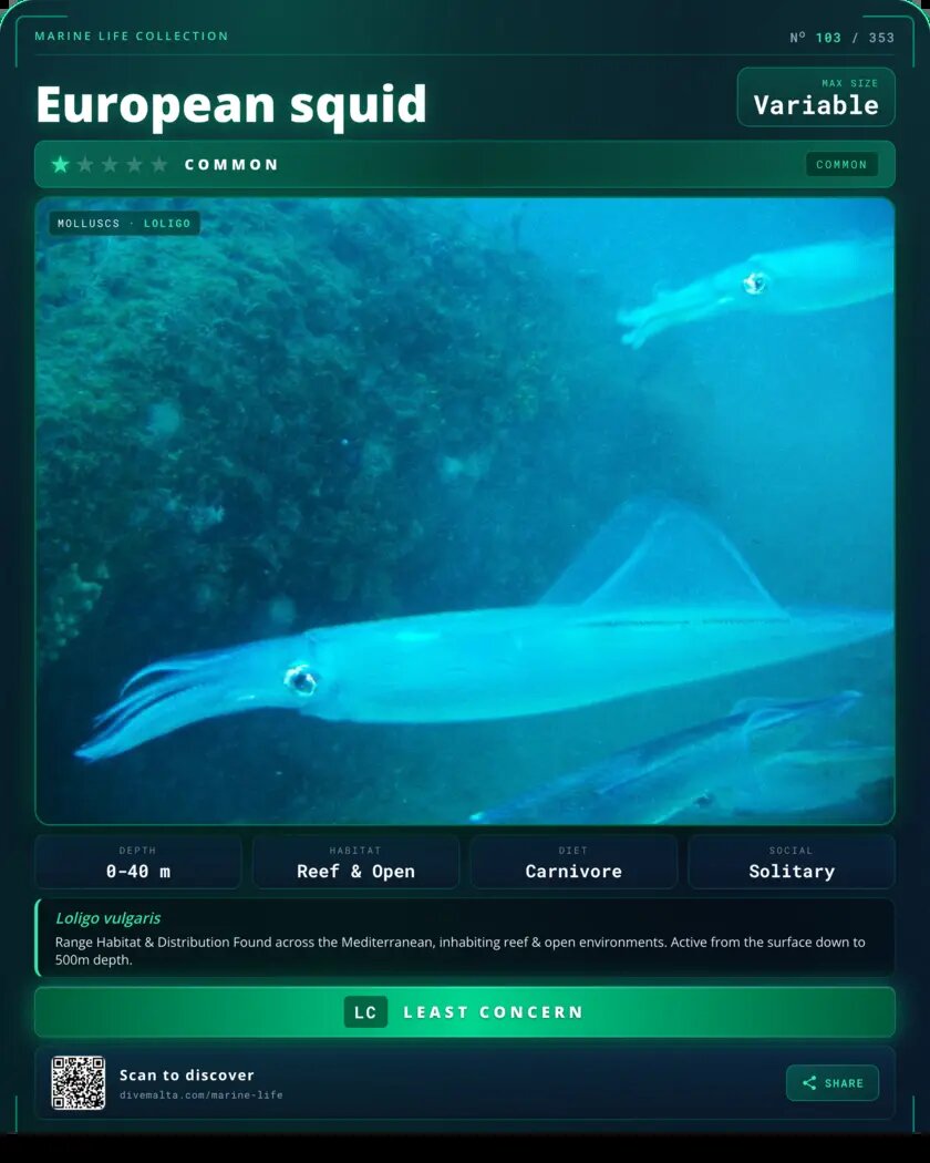 European squid species card