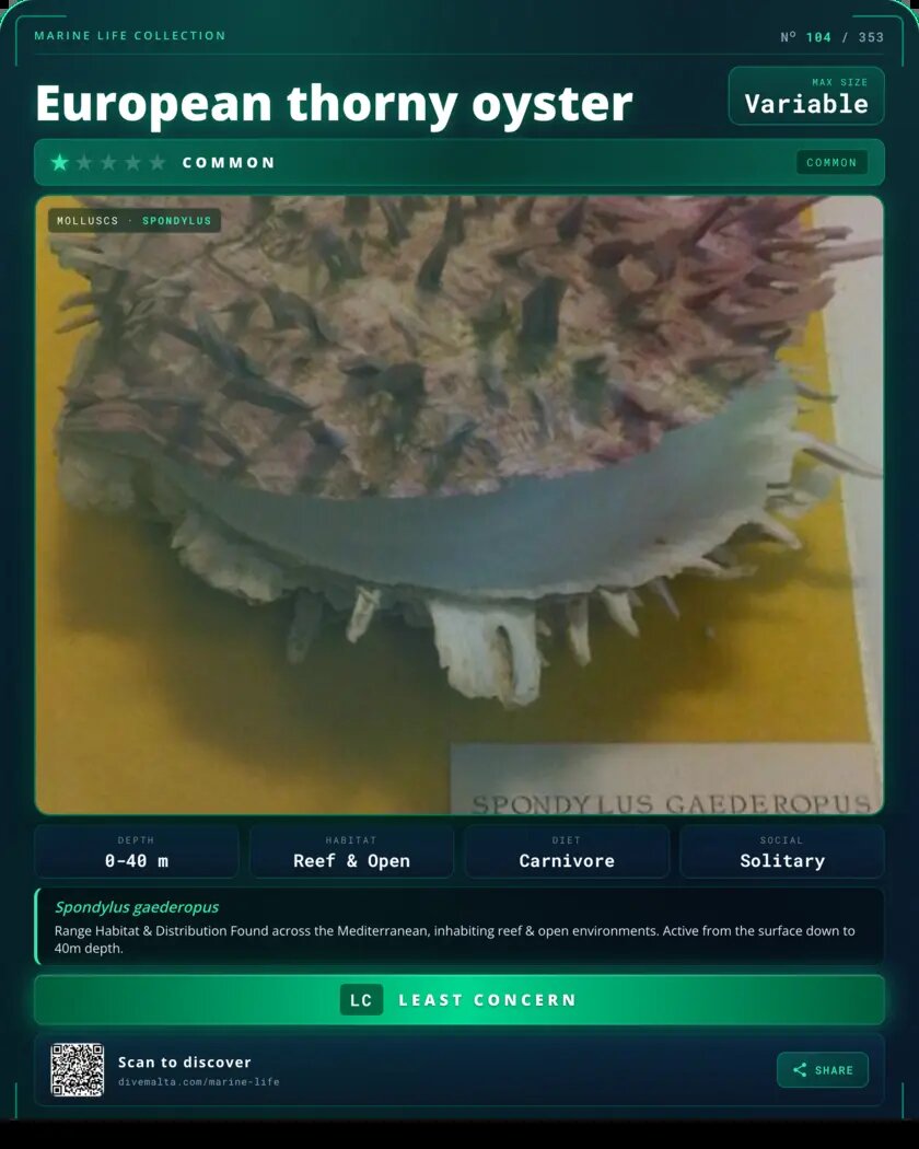 European thorny oyster species card