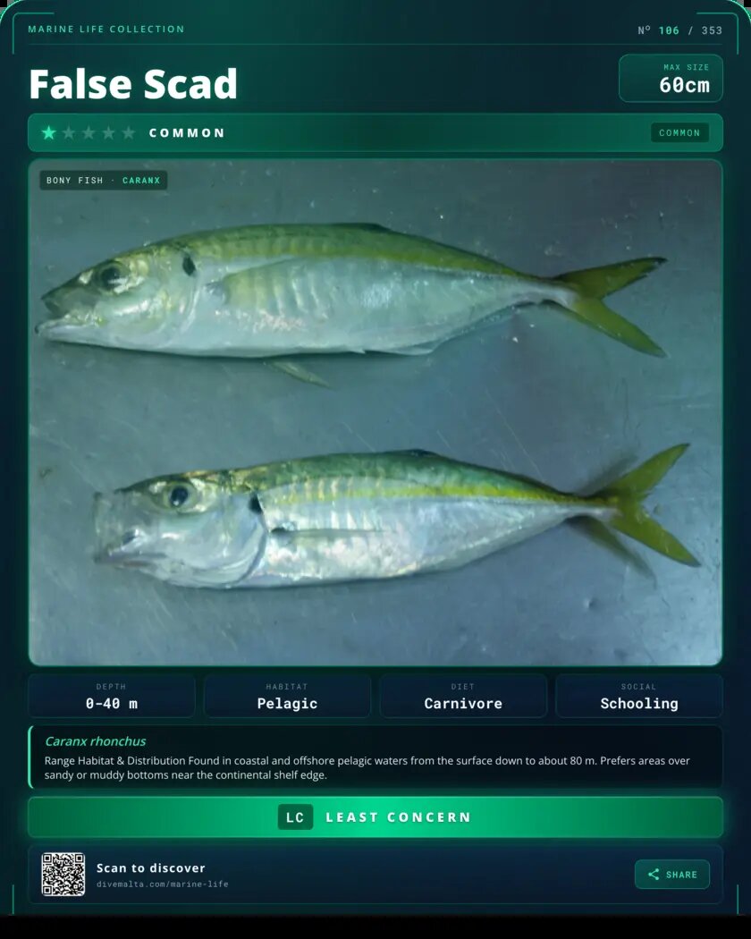 False Scad species card