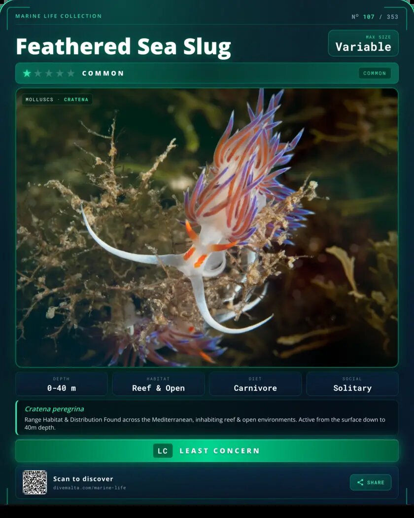 Feathered Sea Slug species card