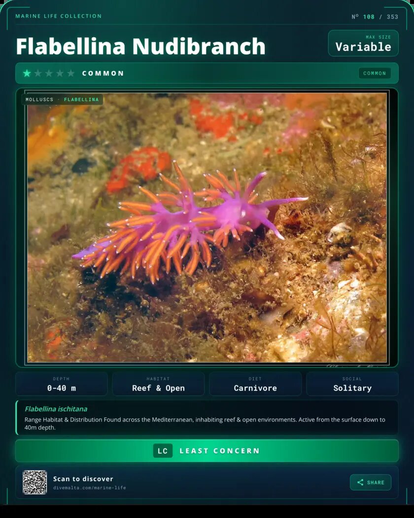 Flabellina Nudibranch species card